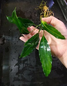 Aroid / Araceae species bucephalandra ブセファランドラ サトイモ科