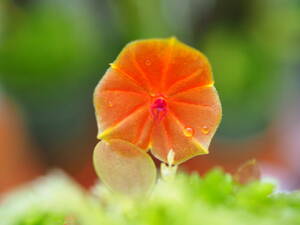 01/09 Lepanthes.telipogoniflora ラスト株 レパンテス 洋蘭 原種 パルダリウム 良株 開花中＋ステム６本