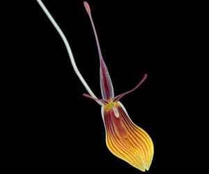 01/09 Restrepia brachypus big 洋蘭 レストレピア 原種　テラリウム パルダリウム ビバリウム