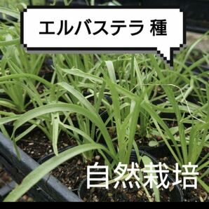 【自然栽培☆】エルバステラ 種 約小さじ3杯分 固定種 リクガメ 種取りできる イタリア野菜 オシャレ野菜 栽培簡単 自然農