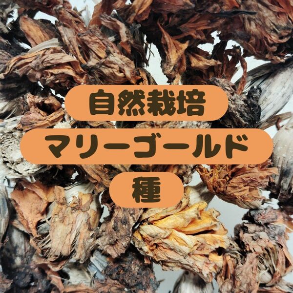 【自然栽培☆】自家採種 マリーゴールド 種 20個 緑肥 コンパニオンプランツ 農薬不使用 無肥料　強く逞しい種　