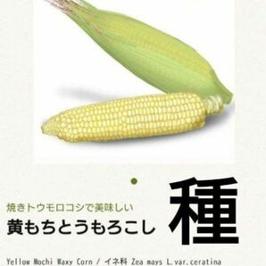 【自然栽培の種】黄もちとうもろこし 黄モチトウモロコシ 種20粒 自家採種 自然農 農薬不使用 無肥料栽培