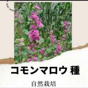 【自然栽培】コモンマロウ 種 小さじ一杯 ハーブティー ウスベニアオイ 熊本 自然農