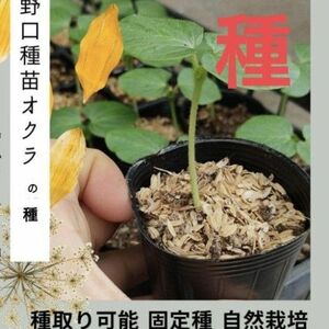 【在来種の種】丸オクラ 20粒 自家採種 自然栽培 農薬不使用 無肥料 固定種 野口種苗