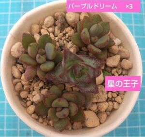 【多肉植物】パープルドリーム　星の王子