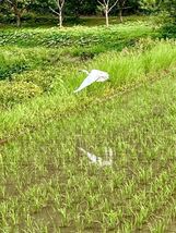 令和5年 京都【丹波産】コシヒカリ 精米 -特別栽培米- “星ひかり” 10kg_画像5