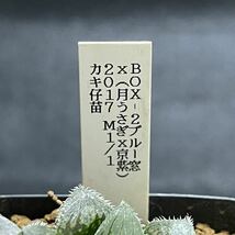 多肉植物　ハオルチア　BOX-2ブルー窓×(月うさぎ×京紫)2017実生選抜 M1/1_画像3