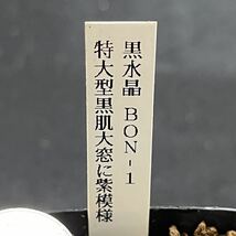 多肉植物　ハオルチア　黒水晶　BON-1_画像3