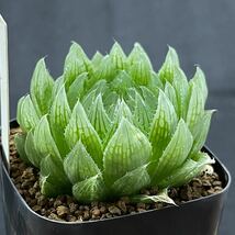 多肉植物　ハオルチア　エメラルドLED_画像1