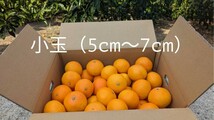 愛媛果試28号　紅まどんな　愛媛県産　5kg箱　農家直送　_画像2