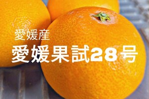 愛媛果試28号　紅まどんな　愛媛県産　5kg箱　農家直送　