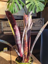 ビルベルギア ダースベイダー［Billbergia 'Darth Vader'］オマケ付き【検索】 ビルベルギア Billbergia タンクブロメリア Smokestack _画像3