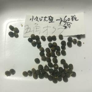 ■■今が播き時■■　！増量中！　【 五角オクラ　種　100粒以上 】自然農法（農薬不使用無肥料不耕起）自然栽培　自家採種　送料73円～