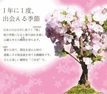 桜盆栽：桜・南天寄せ植え(くらま鉢)*【2024年春開花】【さくら盆栽】_画像3