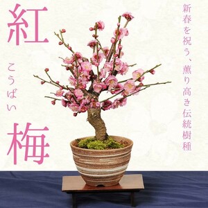 小品盆栽：紅梅（信楽焼刷毛目鉢）*【2024年早春開花】