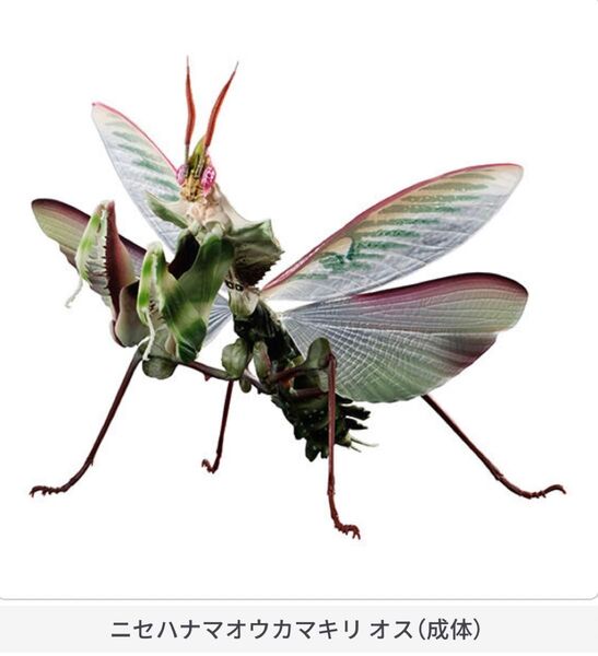 いきもの大図鑑 ニセハナマオウカマキリ オス 成体 昆虫フィギュア ガシャポン