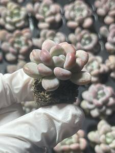 105株 598-2 多肉植物 エケベリアキシリトール 超美苗 サボテン 観葉植物 花 園芸　レア種 土と根付きで