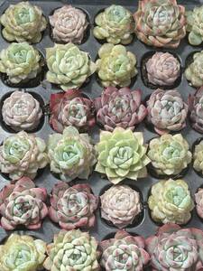 105株　L632-3　多肉植物 エケベリア属　Echeveria DC 　ベンケイソウ科　交雑種類　超美苗 サボ テン 観葉植物 花 レア種 土と根付きで