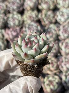 128株 L562-3 多肉植物 エケベリアチワワ 超美苗 サボテン 観葉植物 花 園芸　レア種 土と根付きで