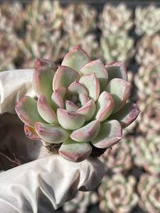 72株 L542-2多肉植物 エケベリアスイフト座 超美苗 サボテン 観葉植物 花 園芸　レア種 土と根付きで