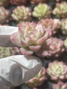 128株 L590-2 多肉植物 エケベリア女王パラ 超美苗 サボテン 観葉植物 花 園芸　レア種 土と根付きで