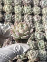 128株　L660-2多肉植物 エケベリア 白吉　超美苗 サボテン 観葉植物 花 園芸　レア種 土と根付きで_画像1