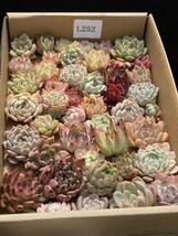 86株　L251+L252　多肉植物 エケベリア属　Echeveria DC 　ベンケイソウ科　交雑種類　超美苗 サボテン 観葉植物 花 レア種 86株セット_画像4