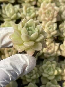 128株 L577-4 多肉植物 エケベリアジェニーン麦わら 超美苗 サボテン 観葉植物 花 園芸　レア種 土と根付きで