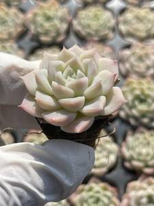 128株 L567-１ 多肉植物 エケベリア白砂 超美苗 サボテン 観葉植物 花 園芸　レア種 土と根付きで