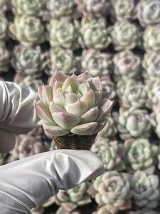 128株　L660-6多肉植物 エケベリア 白吉　超美苗 サボテン 観葉植物 花 園芸　レア種 土と根付き で