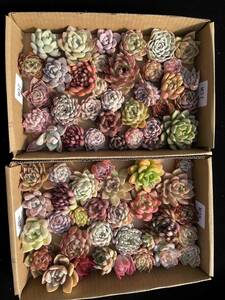 64株　M37+M38　多肉植物 エケベリア属　Echeveria DC 　ベンケイソウ科　交雑種類　超美苗 サボテン 観葉植物 花 レア種 64株セット