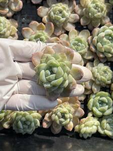 27株 M365-3多肉植物 エケベリア ひょうぎょく 超美苗 サボテン 観葉植物 花 園芸　レア種