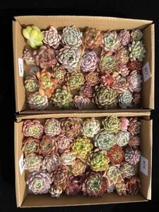 63株　M77+M78　多肉植物 エケベリア属　Echeveria DC 　ベンケイソウ科　交雑種類　超美苗 サボテン 観葉植物 花 レア種 63株セット