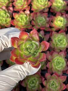 72株 M504-3多肉植物 エケベリア ディア 超美苗 サボテン 観葉植物 花 園芸　レア種 土と根付きで