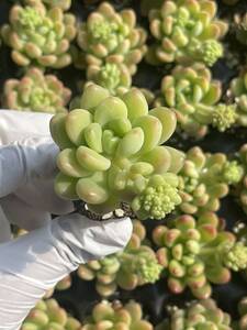 72株 M535-4多肉植物 エケベリア シャングリラ 超美苗 サボテン 観葉植物 花 園芸　レア種 土と根付きで