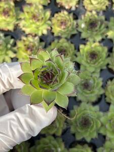 105株 M505-4多肉植物 エケベリア 観音蓮 超美苗 サボテン 観葉植物 花 園芸　レア種 土と根付きで