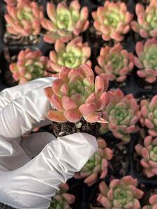 72株 M479-5多肉植物 エケベリア マーカス 超美苗 サボテン 観葉植物 花 園芸　レア種 土と根付きで