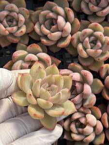 20株 N340-2多肉植物 エケベリア 夕焼け 超美苗 サボテン 観葉植物 花 園芸　レア種 