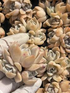 30株 N351-2多肉植物 エケベリア ハンバーガー 超美苗 サボテン 観葉植物 花 園芸　レア種