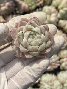 30株 N380-2多肉植物 エケベリア 白月影 超美苗 サボテン 観葉植物 花 園芸　レア種