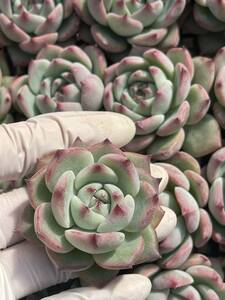 25株 N348-1多肉植物 エケベリア オールスター 超美苗 サボテン 観葉植物 花 園芸　レア種