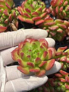 25株 N371-1多肉植物 エケベリア 小灯籠 超美苗 サボテン 観葉植物 花 園芸　レア種