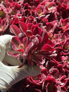 72株 N684-1多肉植物 エケベリア メデューサ 超美苗 サボテン 観葉植物 花 園芸　レア種 土と根付きで