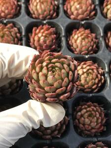 72株 N635-3多肉植物 エケベリア オリビア 超美苗 サボテン 観葉植物 花 園芸　レア種 土と根付きで