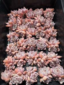 30株 N382-4多肉植物 エケベリア プリズム 超美苗 サボテン 観葉植物 花 園芸　レア種