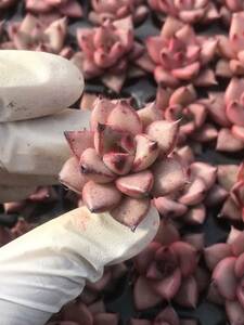 128株 P130-2多肉植物 エケベリア エリ女王 超美苗 サボテン 観葉植物 花 園芸　レア種 土と根付きで