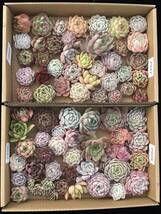 70株　P227+P228多肉植物 エケベリア属　Echeveria DC 　ベンケイソウ科　交雑種類　超美苗 サボテン 観葉植物 花 レア種70株セット_画像1