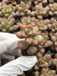 105株 P67-3多肉植物 エケベリア カラマツ緑 超美苗 サボテン 観葉植物 花 園芸　レア種 土と根付きで