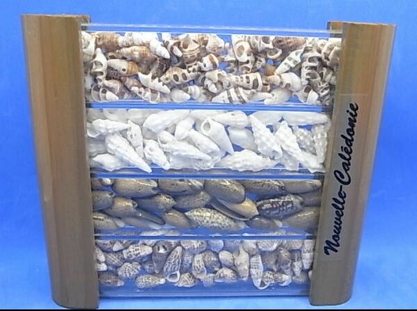 貝殻のオブジェ　インテリア　置物　ニューカレドニア　海外土産