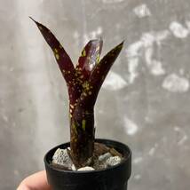 ［Pof］Neoregelia domino ネオレゲリア・ドミノ ②_画像1